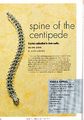 Spine of the Centipede 1.jpg